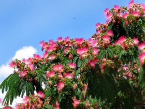 aussergewoehnliche baeume fuer den garten seidenbaum
